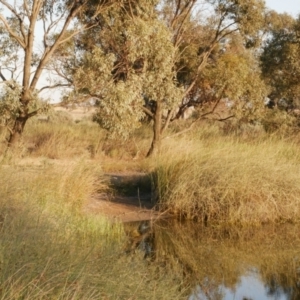 Dendrocygna eytoni at Morton Plains, VIC - 31 Oct 2018