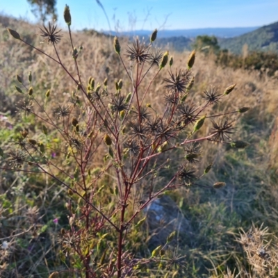 Bidens subalternans (Greater Beggars Ticks) at Isaacs Ridge - 25 Apr 2024 by Mike