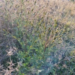 Bidens subalternans at Isaacs Ridge - 25 Apr 2024 03:37 PM