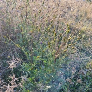 Bidens subalternans at Isaacs Ridge - 25 Apr 2024 03:37 PM