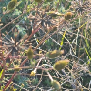 Bidens subalternans at Isaacs Ridge - 25 Apr 2024 03:37 PM