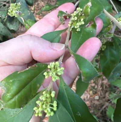 Notelaea longifolia f. longifolia (Mock Olive) at Bangalee Walking Track - 25 Apr 2024 by lbradleyKV
