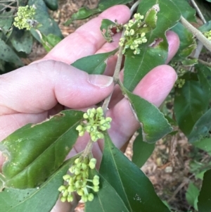 Notelaea longifolia f. longifolia (Mock Olive) at Bangalee Walking Track by lbradleyKV