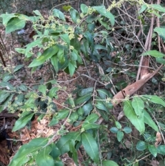Notelaea longifolia f. longifolia at Bangalee Walking Track - 25 Apr 2024