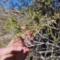 Melaleuca parvistaminea (Small-flowered Honey-myrtle) at Lower Cotter Catchment - 24 Apr 2024 by Jackoserbatoio