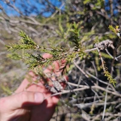 Melaleuca parvistaminea (Small-flowered Honey-myrtle) at Lower Cotter Catchment - 24 Apr 2024 by Jackoserbatoio