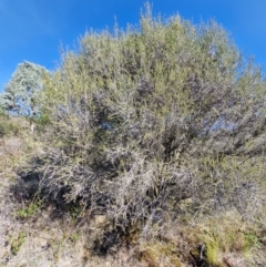 Melaleuca parvistaminea at Lower Cotter Catchment - 24 Apr 2024 02:04 PM