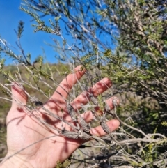 Melaleuca parvistaminea at Lower Cotter Catchment - 24 Apr 2024 02:04 PM