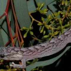 Unidentified Monitor or Gecko at Morton Plains, VIC - 27 May 2017 by WendyEM