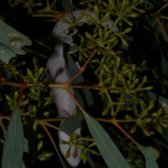 Christinus marmoratus at Morton Plains, VIC - 27 May 2017 09:59 PM