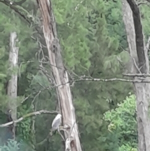 Haliaeetus leucogaster at Currowan, NSW - 24 Apr 2024 04:34 PM
