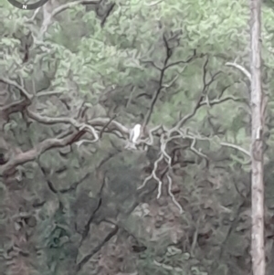 Haliaeetus leucogaster at Currowan, NSW - 24 Apr 2024 04:34 PM