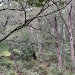 Haliaeetus leucogaster at Currowan, NSW - 24 Apr 2024 04:34 PM