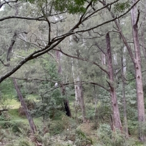 Haliaeetus leucogaster at Currowan, NSW - 24 Apr 2024 04:34 PM