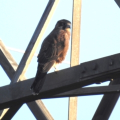 Falco berigora (Brown Falcon) at Lions Youth Haven - Westwood Farm A.C.T. - 25 Apr 2024 by HelenCross