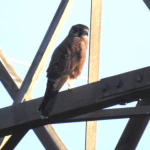 Falco berigora (Brown Falcon) at Lions Youth Haven - Westwood Farm by HelenCross