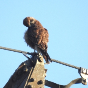 Falco berigora at Lions Youth Haven - Westwood Farm A.C.T. - 25 Apr 2024