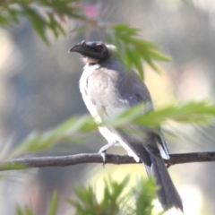 Philemon corniculatus (Noisy Friarbird) at Greenway, ACT - 24 Apr 2024 by HelenCross