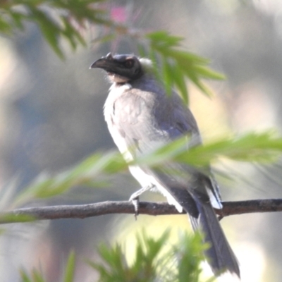 Philemon corniculatus (Noisy Friarbird) at Greenway, ACT - 24 Apr 2024 by HelenCross
