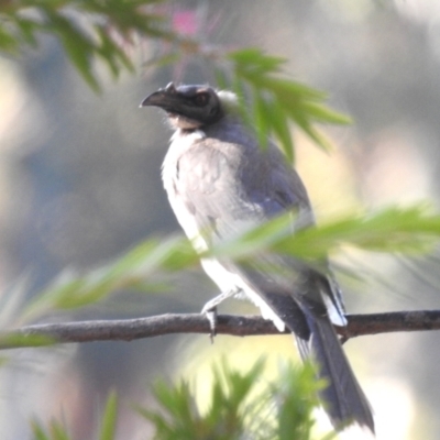 Philemon corniculatus (Noisy Friarbird) at Lake Tuggeranong - 25 Apr 2024 by HelenCross