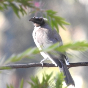 Philemon corniculatus (Noisy Friarbird) at Lake Tuggeranong by HelenCross