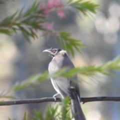 Philemon corniculatus at Lake Tuggeranong - 25 Apr 2024 08:43 AM