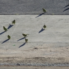 Polytelis swainsonii (Superb Parrot) at Lake Tuggeranong - 25 Apr 2024 by HelenCross