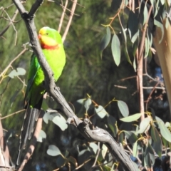 Polytelis swainsonii at Lake Tuggeranong - suppressed