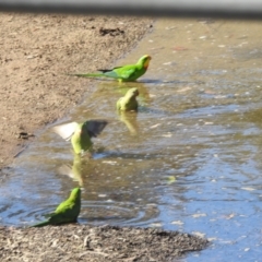 Polytelis swainsonii at Lake Tuggeranong - suppressed