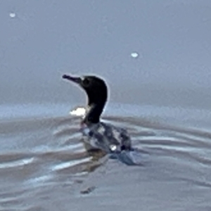 Phalacrocorax sulcirostris at Lake Burley Griffin Central/East - 25 Apr 2024