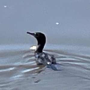 Phalacrocorax sulcirostris (Little Black Cormorant) at Lake Burley Griffin Central/East by Hejor1