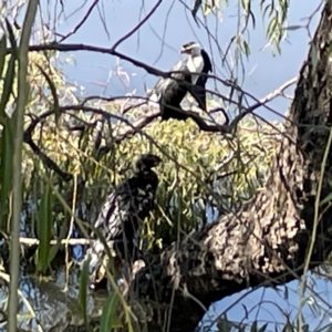 Phalacrocorax sulcirostris at Lake Burley Griffin Central/East - 25 Apr 2024