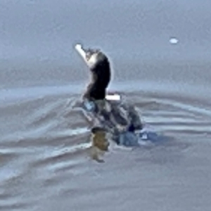 Phalacrocorax sulcirostris at Lake Burley Griffin Central/East - 25 Apr 2024