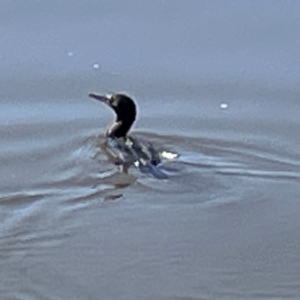 Phalacrocorax sulcirostris at Lake Burley Griffin Central/East - 25 Apr 2024