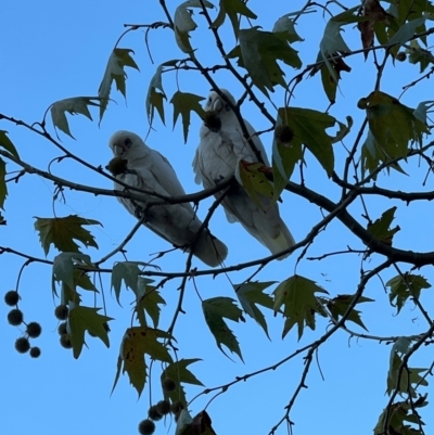 Cacatua sanguinea (Little Corella) at Lake Ginninderra - 25 Apr 2024 by JimL