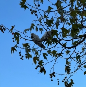 Cacatua sanguinea at Lake Ginninderra - 25 Apr 2024