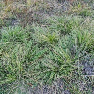 Nassella neesiana (Chilean Needlegrass) at Isaacs Ridge and Nearby - 25 Apr 2024 by Mike