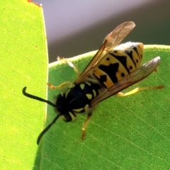 Vespula germanica (European wasp) at Huon Creek, VIC - 24 Apr 2024 by KylieWaldon
