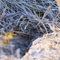 Vespula germanica at Undefined Area - 25 Apr 2024 09:55 AM
