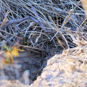 Vespula germanica at Monitoring Site 105 - Remnant - 25 Apr 2024