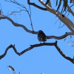 Colluricincla harmonica (Grey Shrikethrush) at Wodonga - 24 Apr 2024 by KylieWaldon