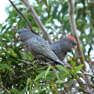 Callocephalon fimbriatum at Forrest, ACT - 25 Apr 2024