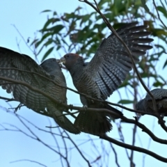 Callocephalon fimbriatum at Forrest, ACT - 25 Apr 2024