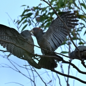 Callocephalon fimbriatum at Forrest, ACT - 25 Apr 2024