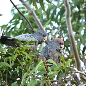 Callocephalon fimbriatum at Forrest, ACT - 25 Apr 2024