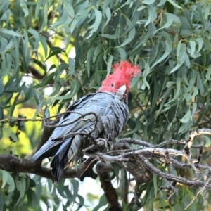 Callocephalon fimbriatum at Forrest, ACT - 25 Apr 2024