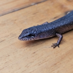 Saproscincus mustelinus at Braidwood, NSW - 25 Apr 2024 by MatthewFrawley