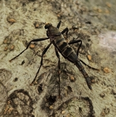 Boreoides subulatus (Wingless Soldier Fly) at Braidwood, NSW - 25 Apr 2024 by MatthewFrawley