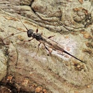 Monomachus antipodalis at QPRC LGA - 25 Apr 2024