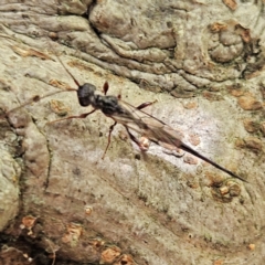 Unidentified Parasitic wasp (numerous families) at Braidwood, NSW - 25 Apr 2024 by MatthewFrawley